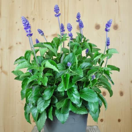 Mehliger Salbei - Salvia farinacea