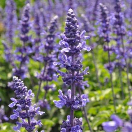 Mehliger Salbei - Salvia farinacea