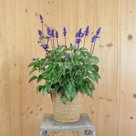 Mehliger Salbei - Salvia farinacea im Korb