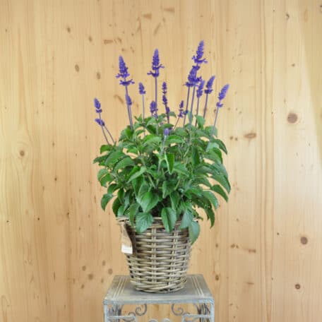 Mehliger Salbei - Salvia farinacea im Korb