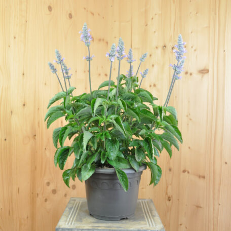 Mehliger Salbei - Salvia farinacea