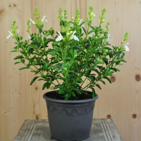 Herbst-Salbei - Salvia greggii - 2 Stück