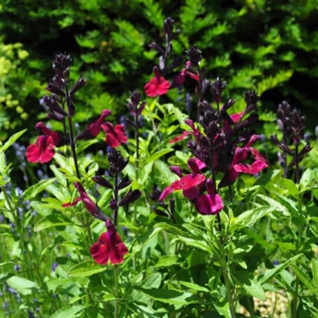 Herbst-Salbei - Salvia greggii - 2 Stück