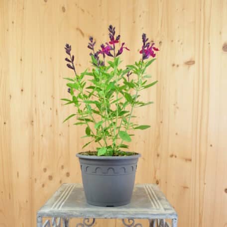 Herbst-Salbei - Salvia greggii - 2 Stück