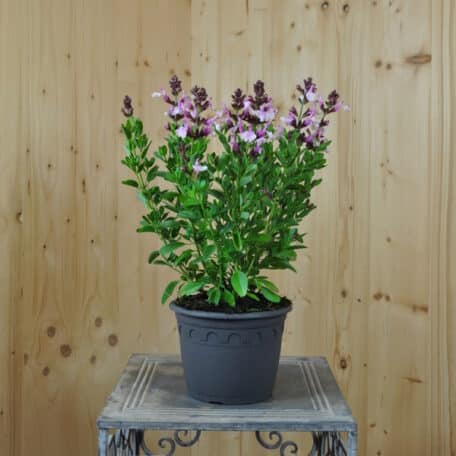 Herbst-Salbei - Salvia greggii - 2 Stück