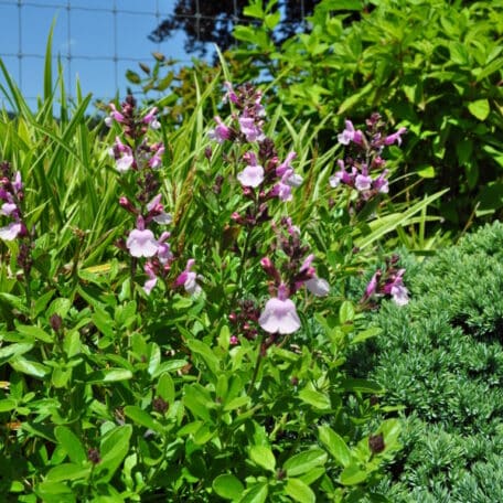 Herbst-Salbei - Salvia greggii - 2 Stück