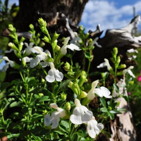 Herbst-Salbei - Salvia greggii - 2 Stück
