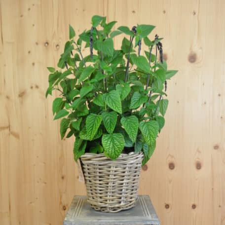 Salbei - Salvia hybrida im Korb