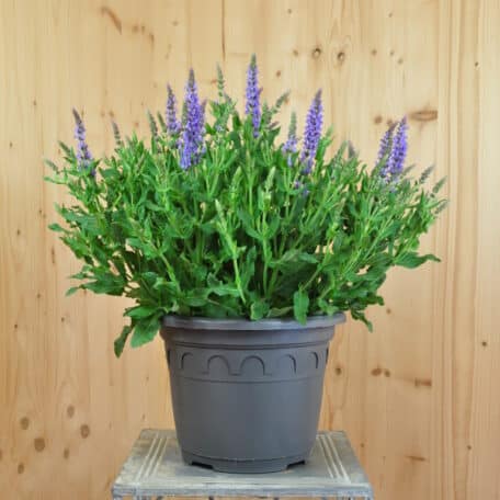 Gartenblüten Salbei - Salvia nemorosa