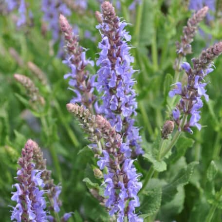 Gartenblüten Salbei - Salvia nemorosa