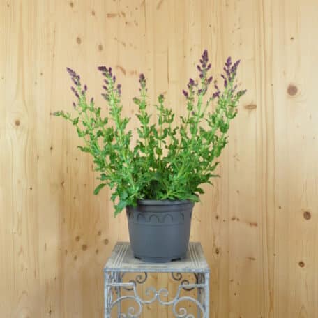 Gartenblüten Salbei - Salvia nemorosa