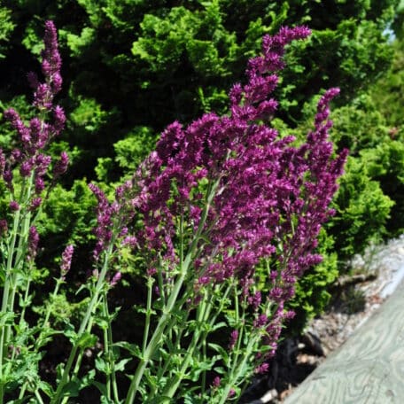 Gartenblüten Salbei - Salvia nemorosa