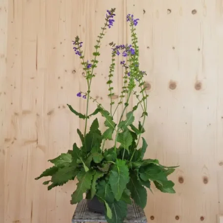 Wiesen-Salbei - Salvia pratensis