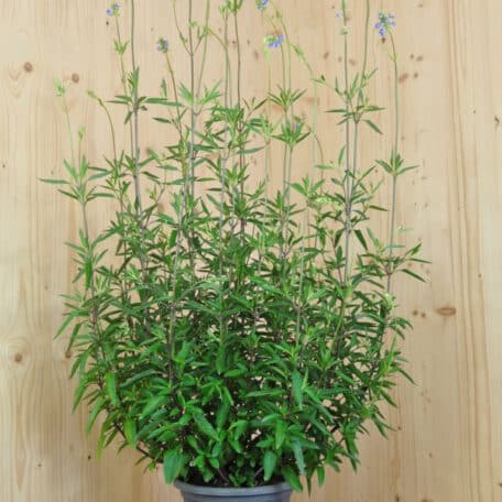 Pfeffer-Salbei - Salvia uliginosa