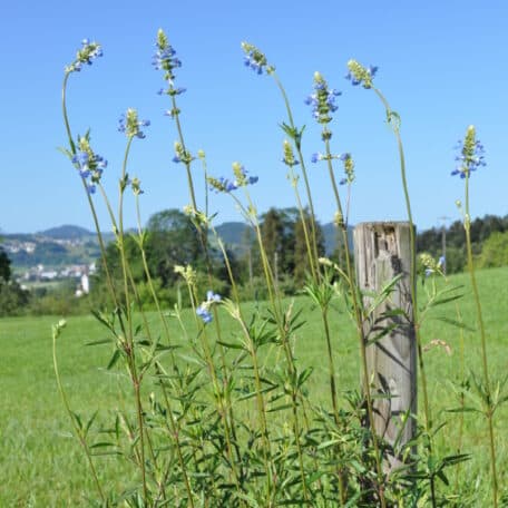 Pfeffer-Salbei - Salvia uliginosa