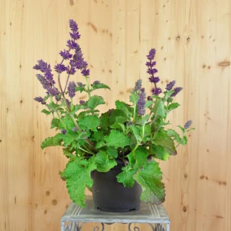 Quirlblütiger Salbei - Salvia verticillata