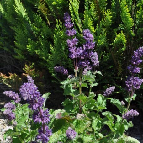 Quirlblütiger Salbei - Salvia verticillata