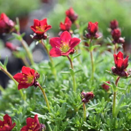 Moos-Steinbrech - Saxifraga x arendsii - 6 Stück