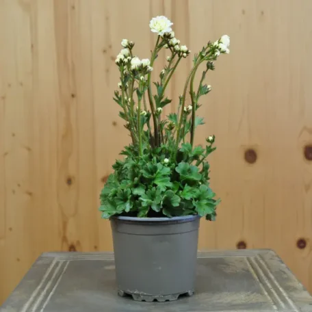 Knöllchen-Steinbrech - Saxifraga granulata