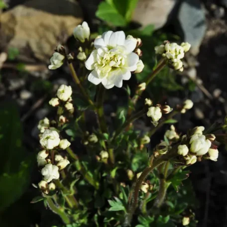 Knöllchen-Steinbrech - Saxifraga granulata
