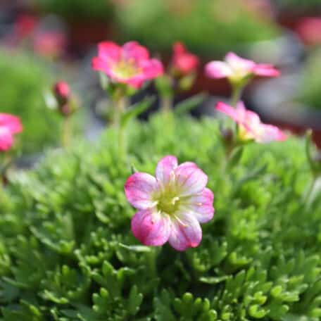 Moos-Steinbrech - Saxifraga x arendsii - 6 Stück