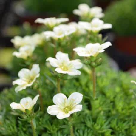 Saxifrage mousse - Saxifraga x arendsii - 6 pièces