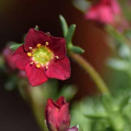 Moos-Steinbrech - Saxifraga x arendsii - 6 Stück