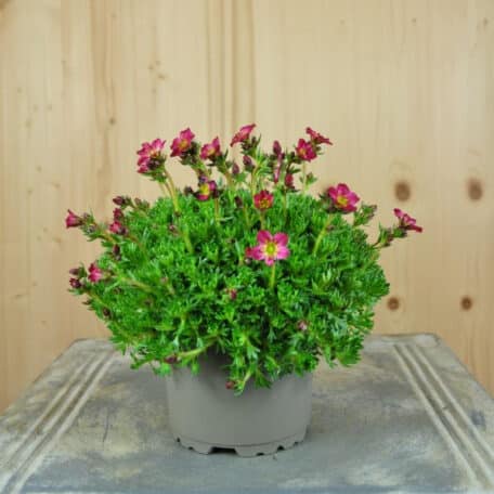 Moos-Steinbrech - Saxifraga x arendsii - 6 Stück