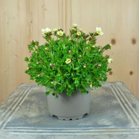 Saxifrage mousse - Saxifraga x arendsii - 6 pièces