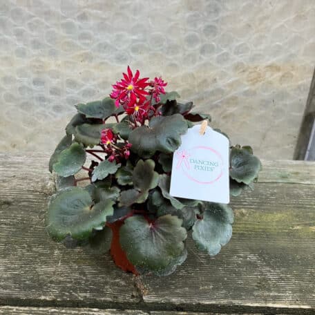 Saxifrage d'automne - 4 pièces