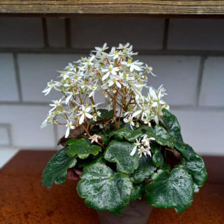 Saxifrage d'automne - 4 pièces