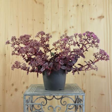 Himalaja Fetthenne - Sedum cauticolum - 2 Stück