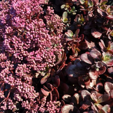 Himalaja Fetthenne - Sedum cauticolum - 2 Stück