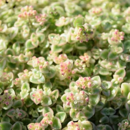 Polster-Fetthenne - Sedum pellucida - 3 Stück