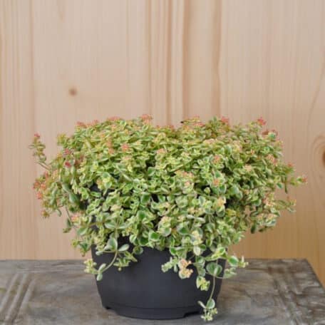 Polster-Fetthenne - Sedum pellucida - 3 Stück
