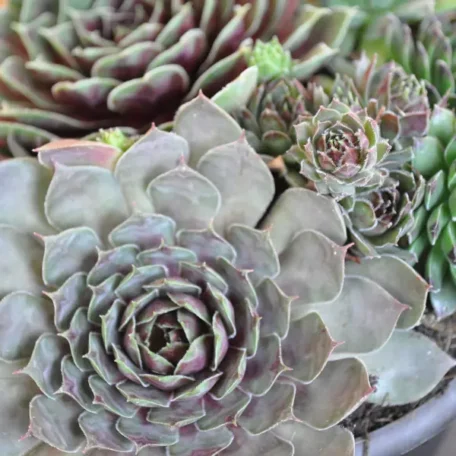 Racine de maison - Sempervivum - 3 pièces