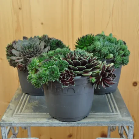 Racine de maison - Sempervivum - 3 pièces