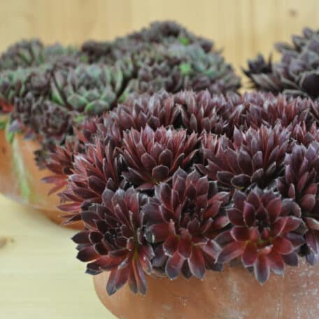 La robuste racine de maison - Sempervivum