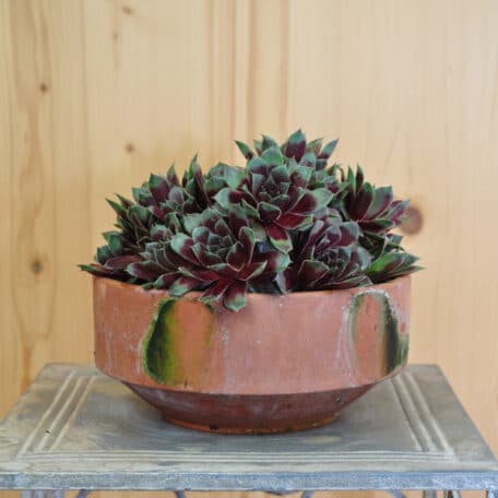 La robuste racine de maison - Sempervivum