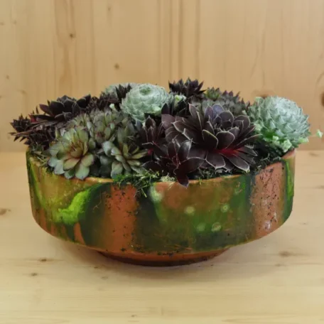 La robuste racine de maison - Sempervivum