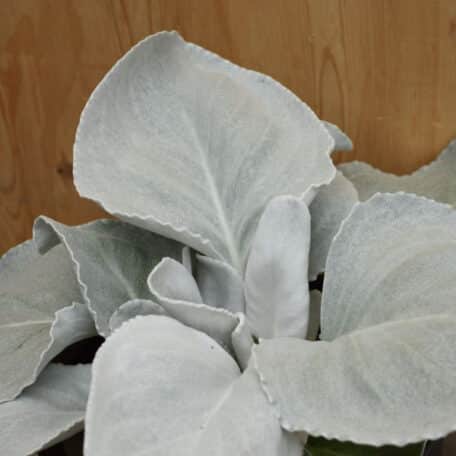 Le séneçon à feuilles décoratives - Senecio candicans Angel Wings - 2 pièces