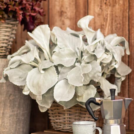 Le séneçon à feuilles décoratives - Senecio candicans Angel Wings - 2 pièces