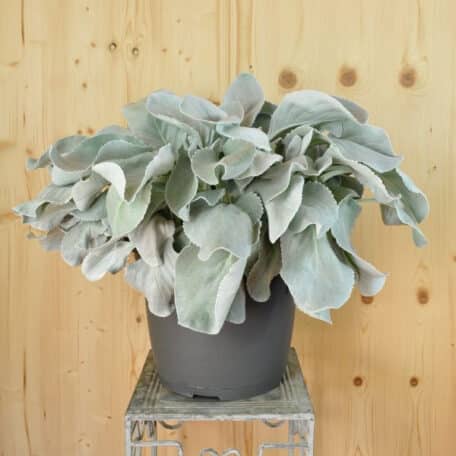 Kreuzkraut - Senecio candicans