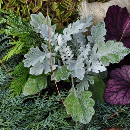 Séneçon - Senecio cineraria - 6 pièces