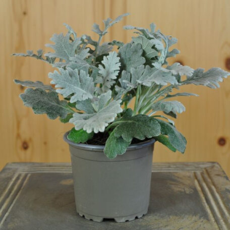 Séneçon - Senecio cineraria - 6 pièces