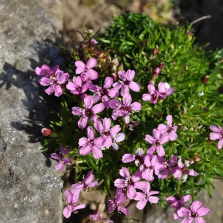 Limace naine - Silene acaulis