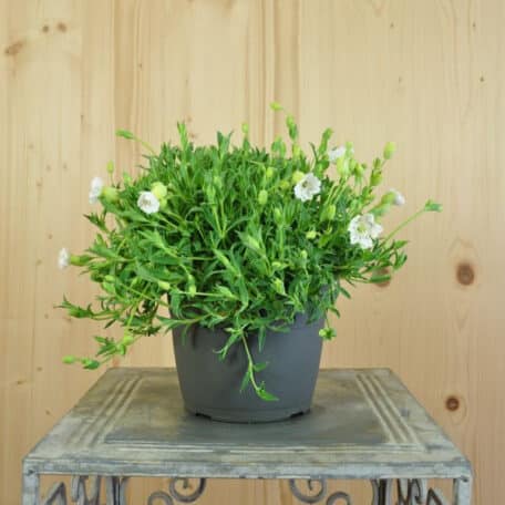 Leimkraut - Silene maritima - 2 Stück