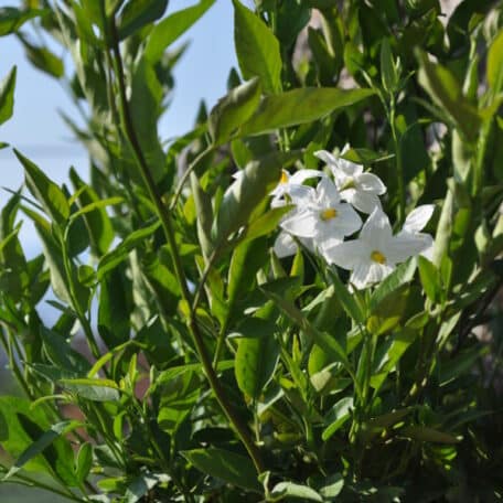 Sommer Jasmin - Solanum jasminoides - 4 Stück