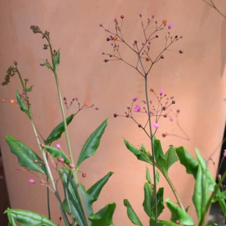 Erdginseng - Talinum paniculatum