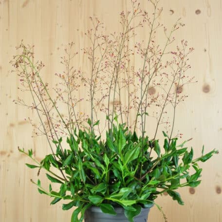 Erdginseng - Talinum paniculatum